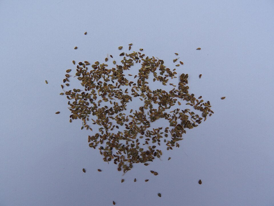 Carom Seeds (Ajwain) plant