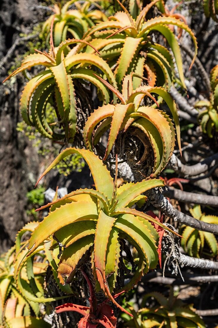 Aloe Vera plant