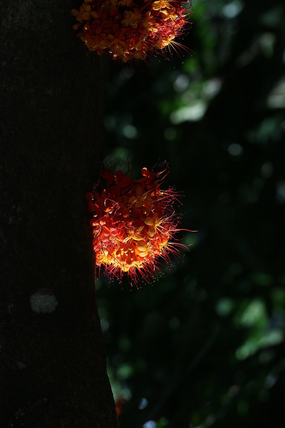 Ashoka Tree (shrub) plant
