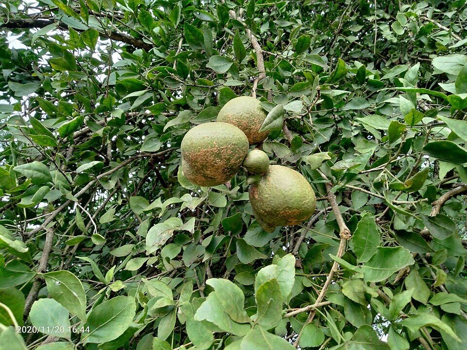 Bael (Bilva) plant