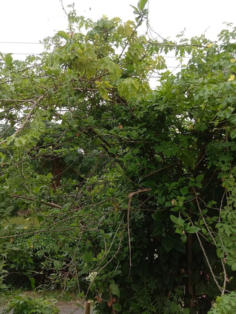 Bitter Gourd (Karela) plant