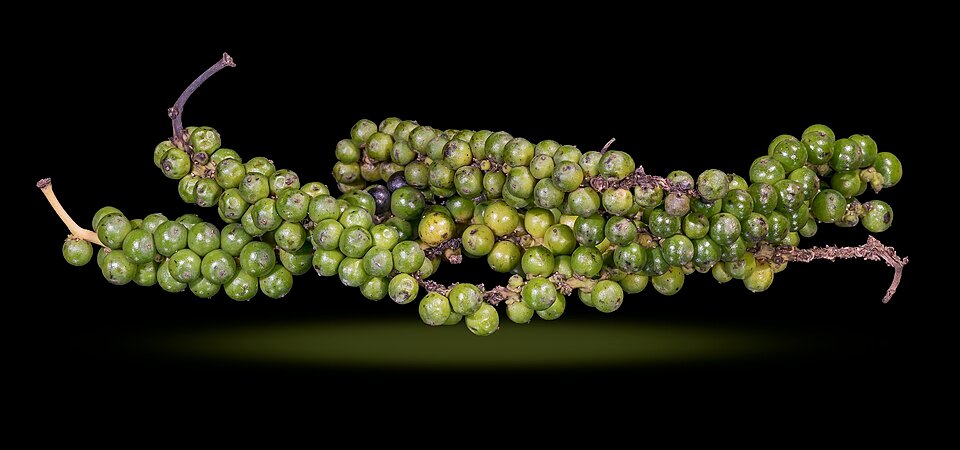 Black Pepper plant