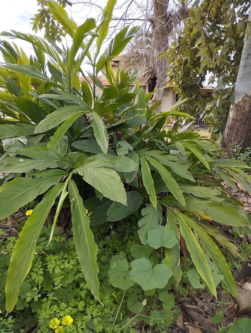 Cardamom (Elaichi) plant