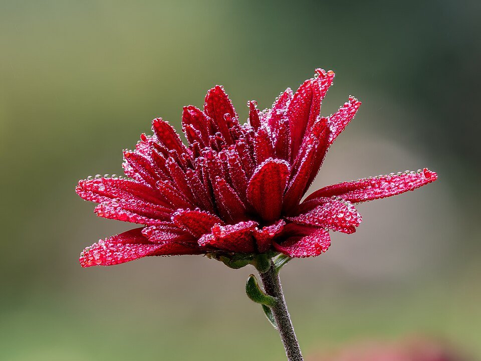 Chrysanthemum plant