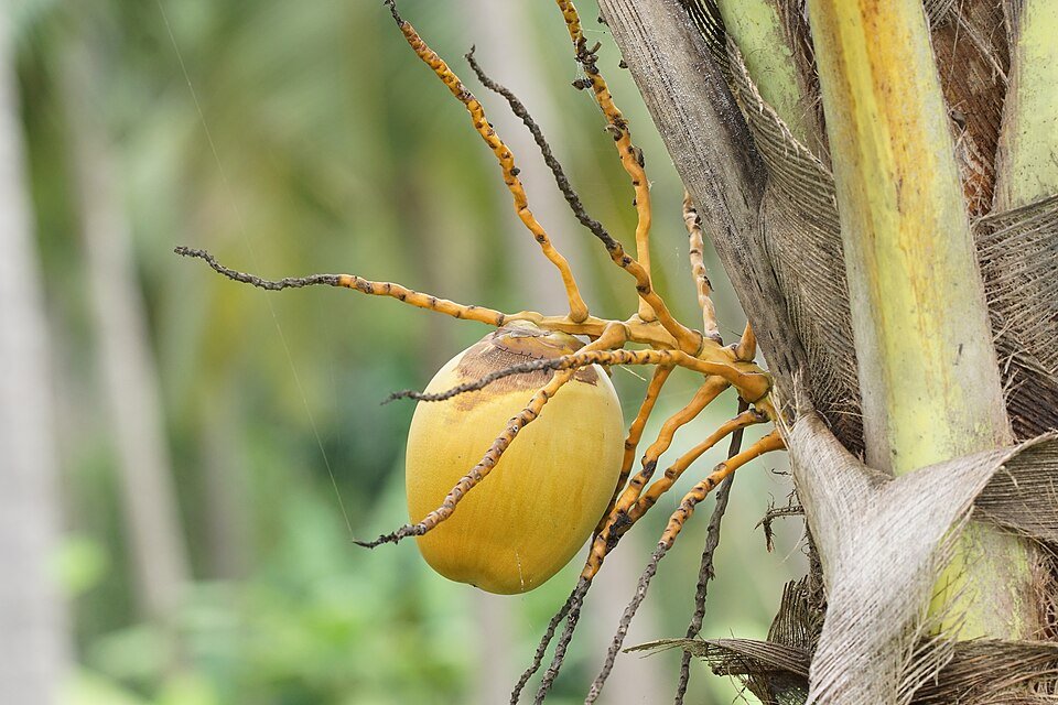 Coconut Palm plant