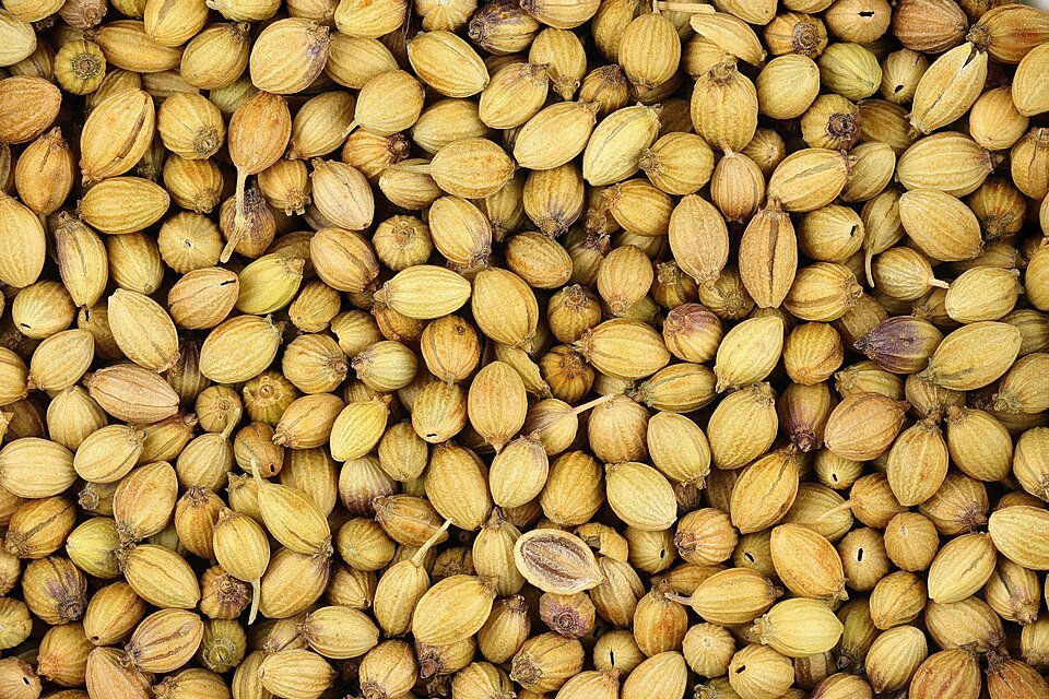Coriander (Dhania) plant