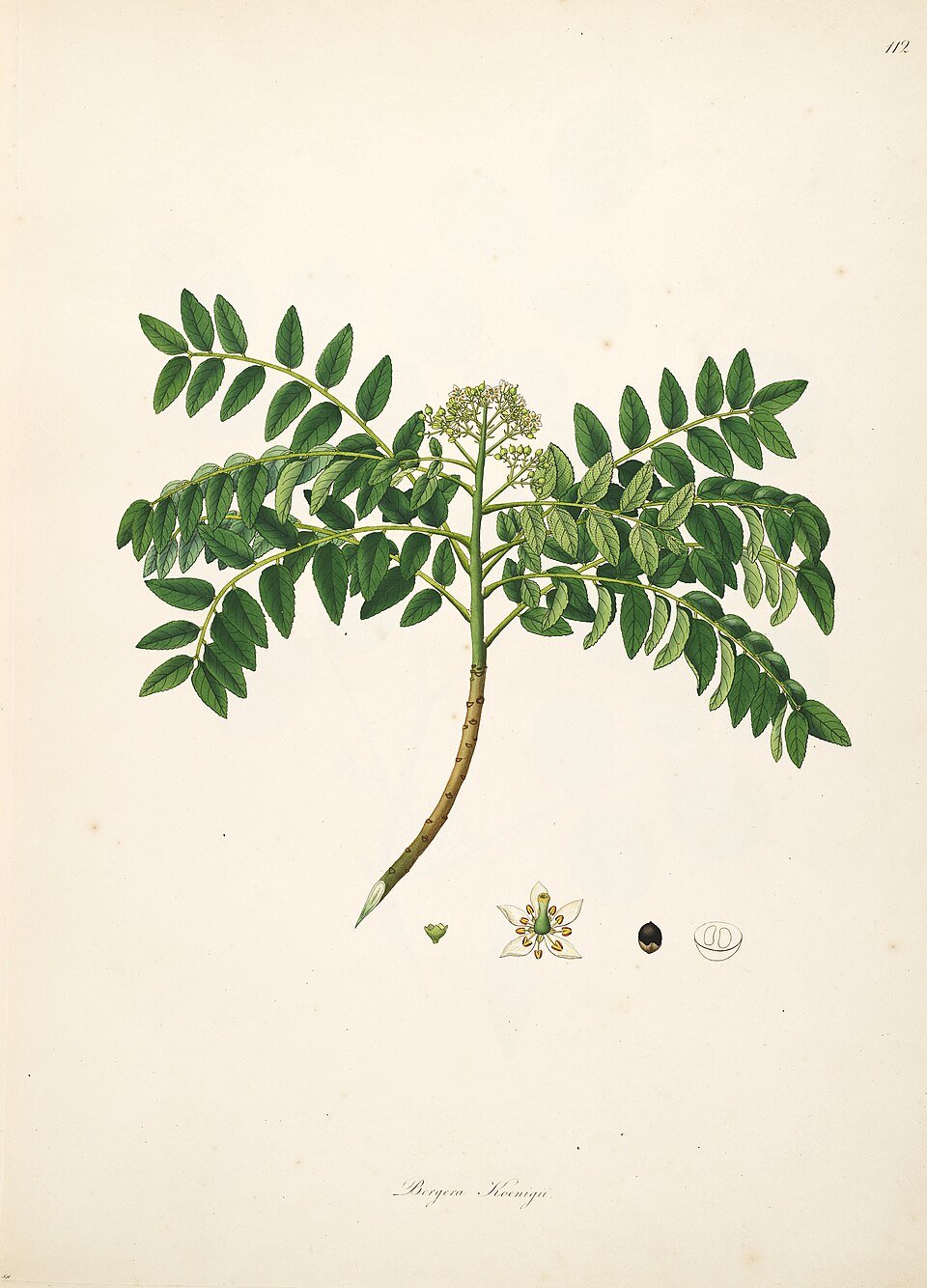 Curry Leaf plant