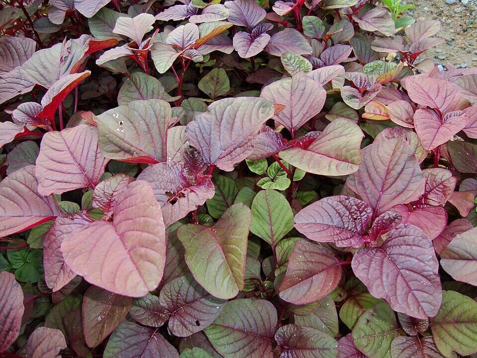 Amaranth (Chauli/Rajgira) plant