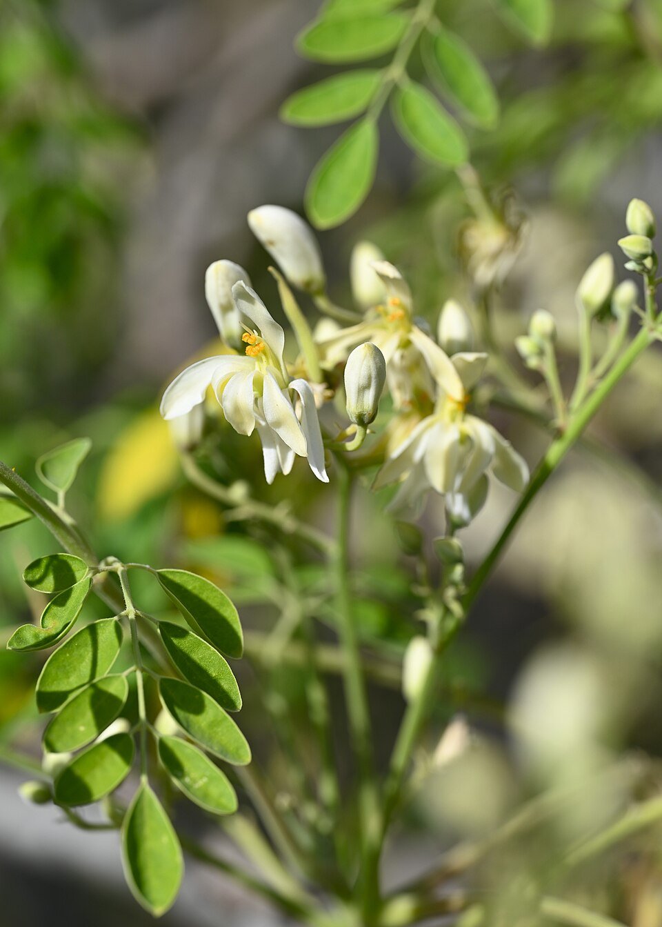 Drumstick (Moringa pods) plant