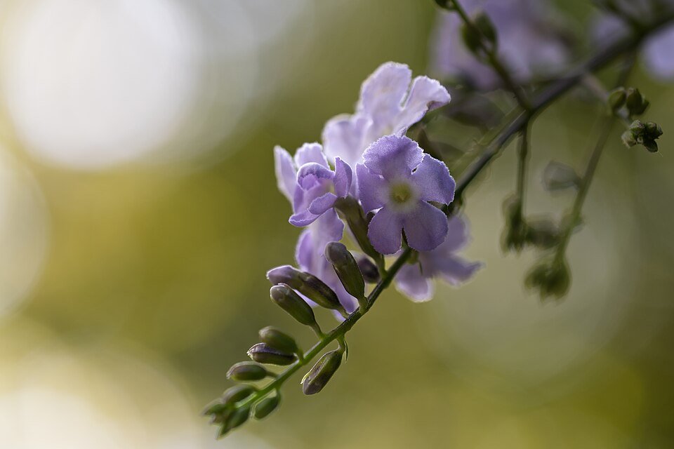 Duranta (Golden Dewdrop) plant