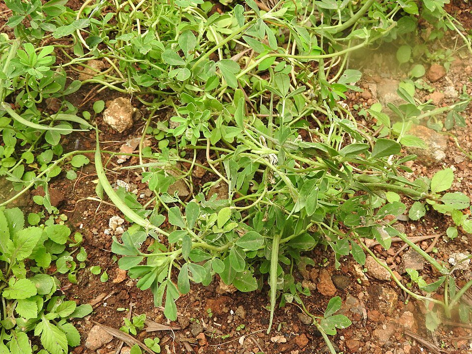 Fenugreek (Methi) plant