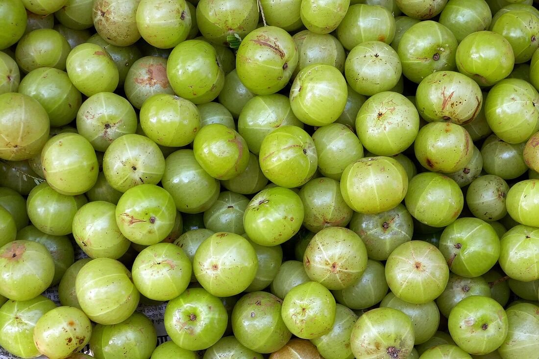 Triphala (formula) plant