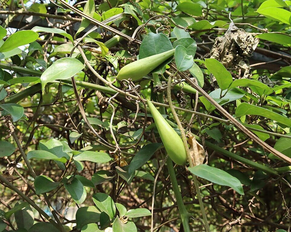 Gurmar (Gymnema) plant