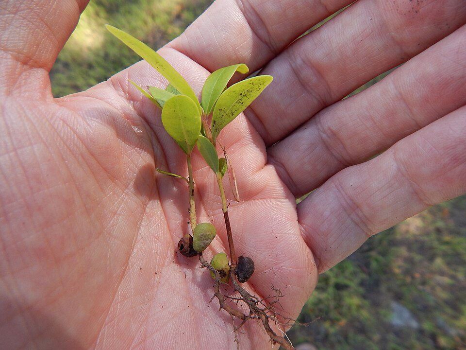 Jamun (Indian Blackberry) plant