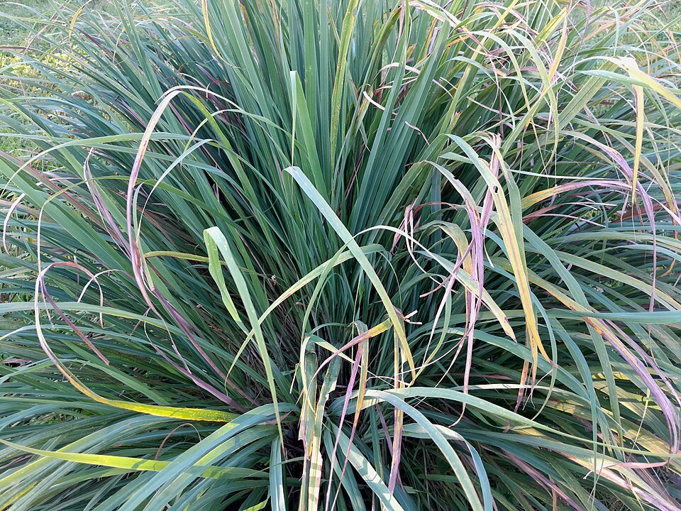 Lemongrass plant