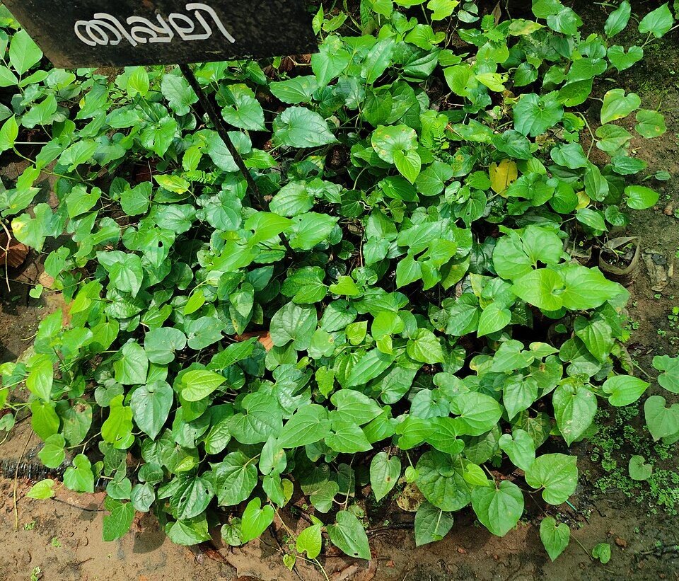 Long Pepper (Pippali) plant