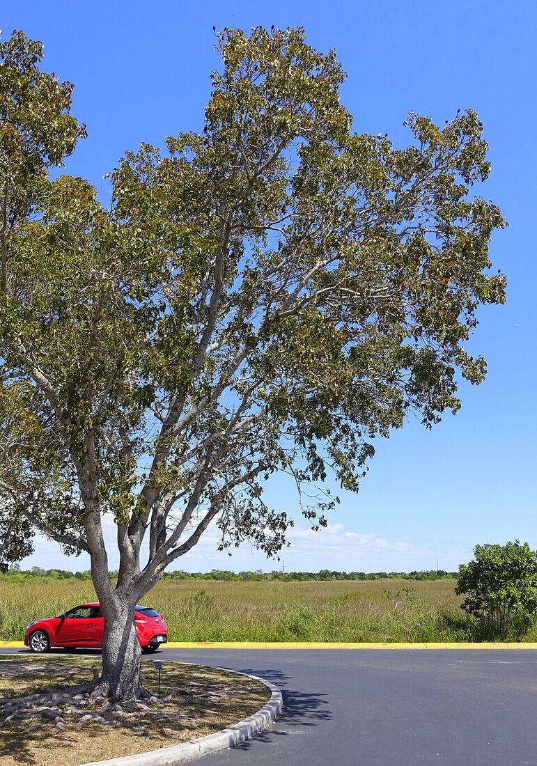 Mahogany plant