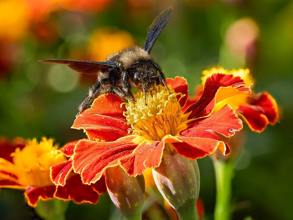 Marigold (Genda) plant