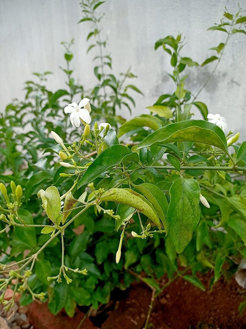 Mogra (Arabian Jasmine) plant
