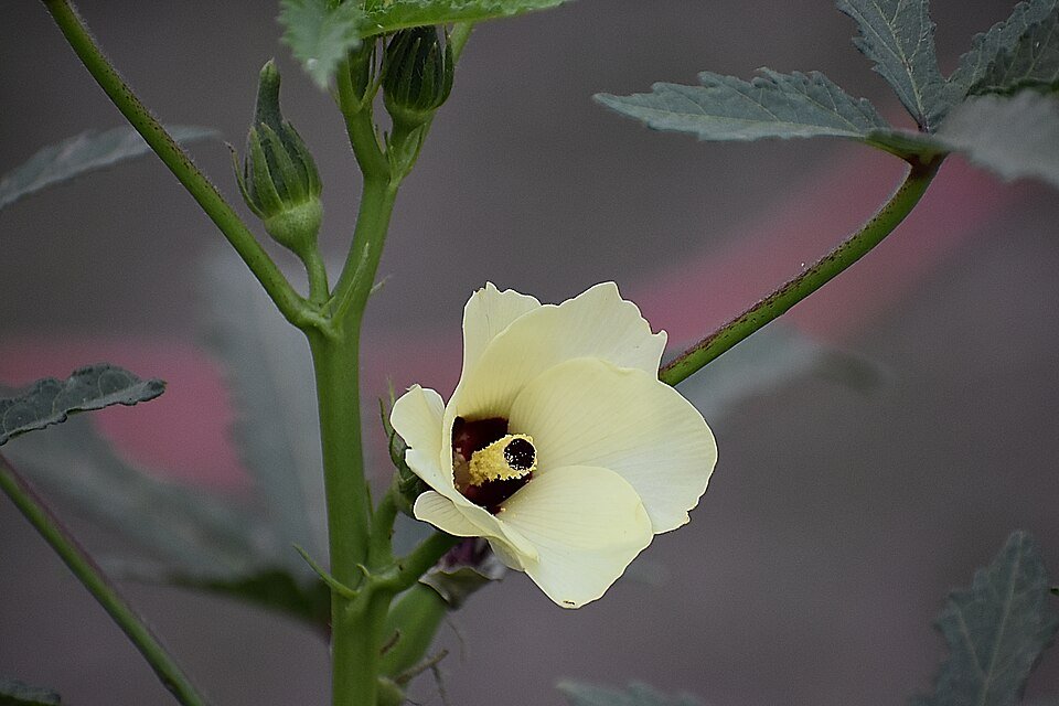Okra (Bhindi) plant