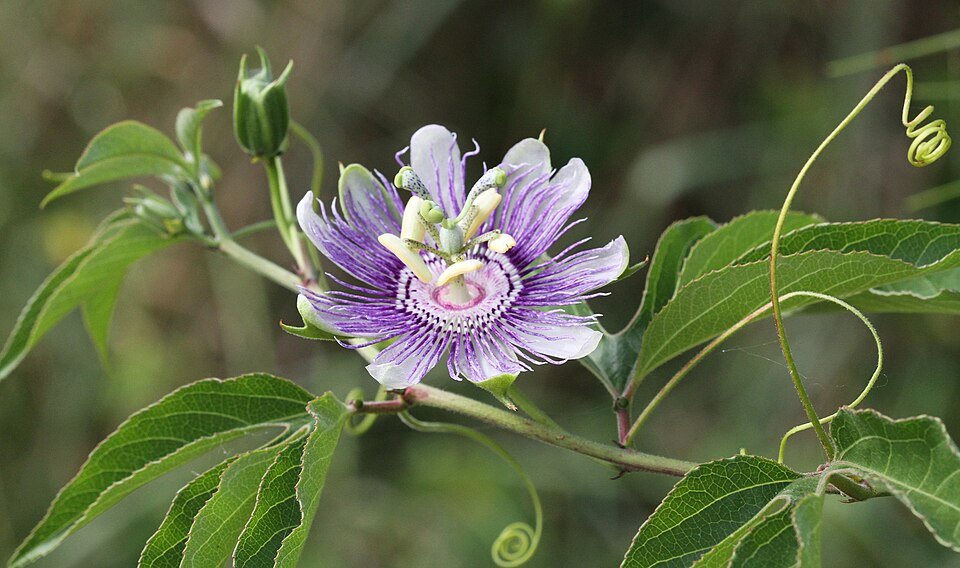Passion Flower plant