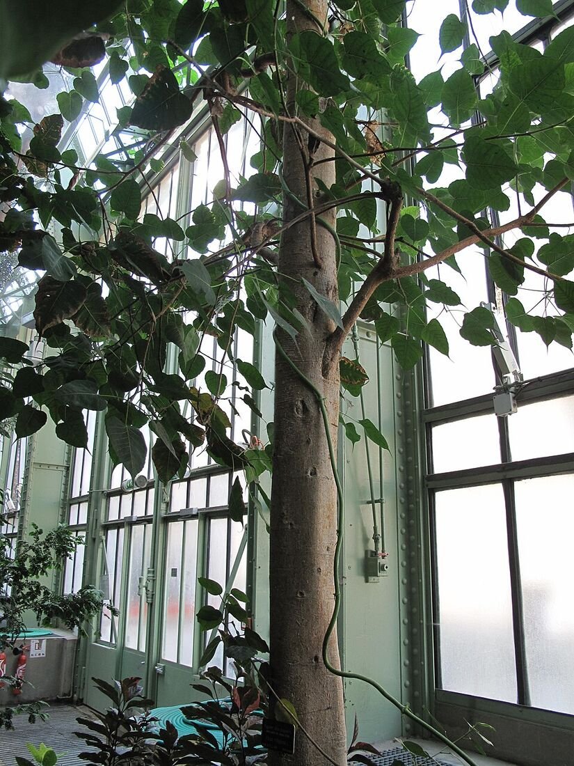 Peepal (Sacred Fig) plant
