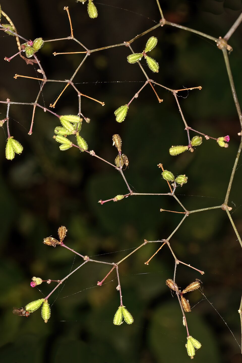 Punarnava plant