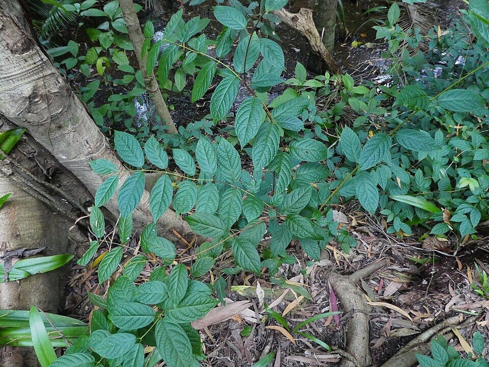 Rangoon Creeper (Madhumalti) plant