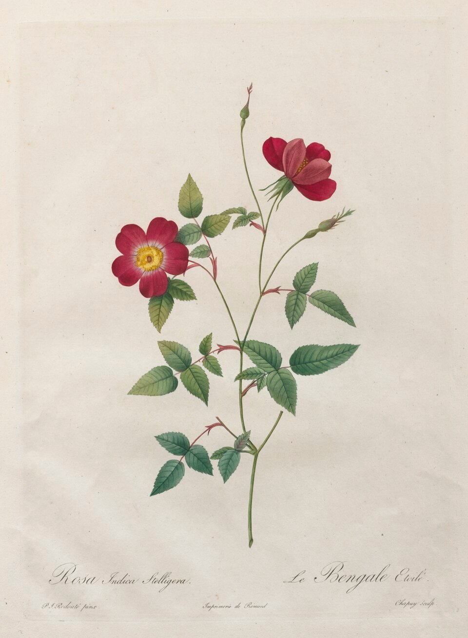 Rose plant