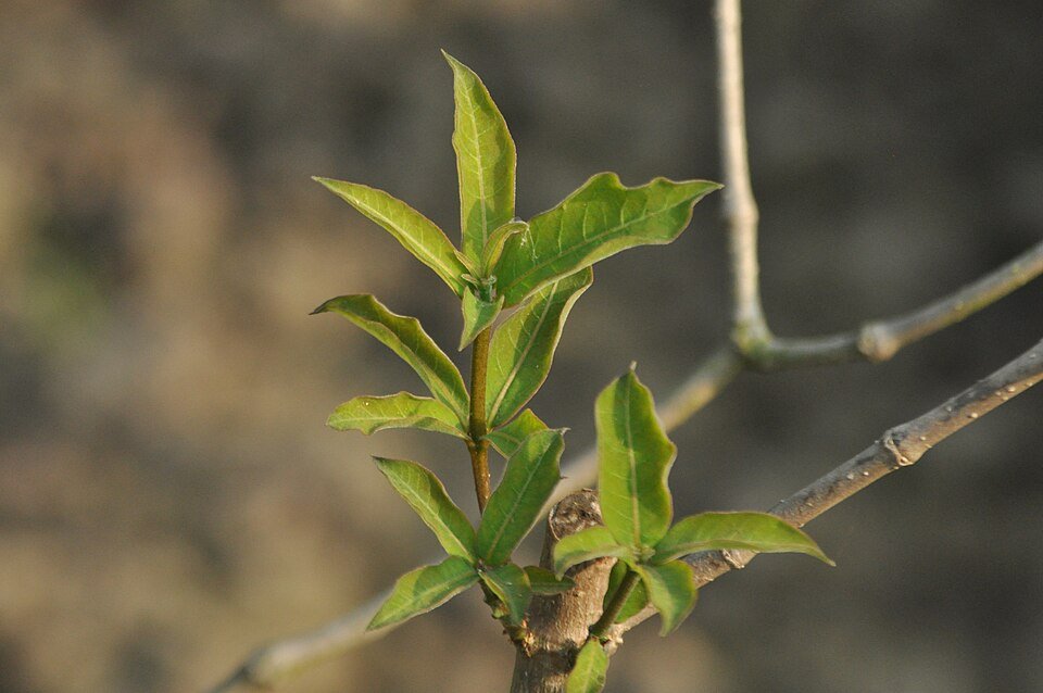 Sarpagandha (Indian Snakeroot) plant