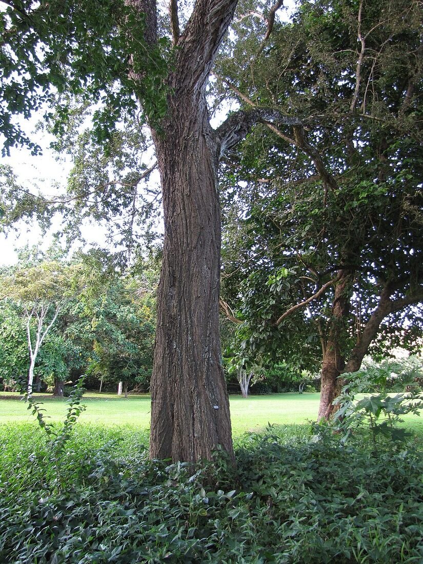 Shisham (Indian Rosewood) plant