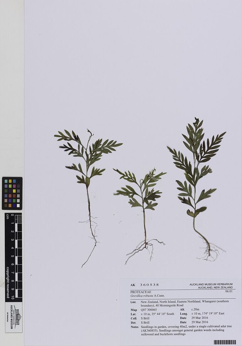 Silver Oak (Grevillea) plant