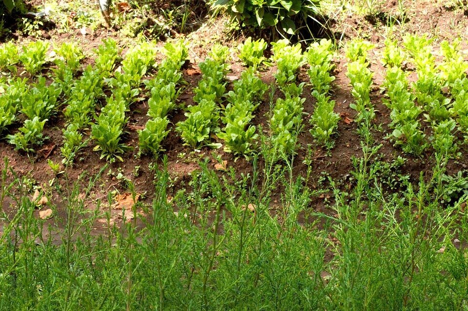 Spinach (Palak) plant