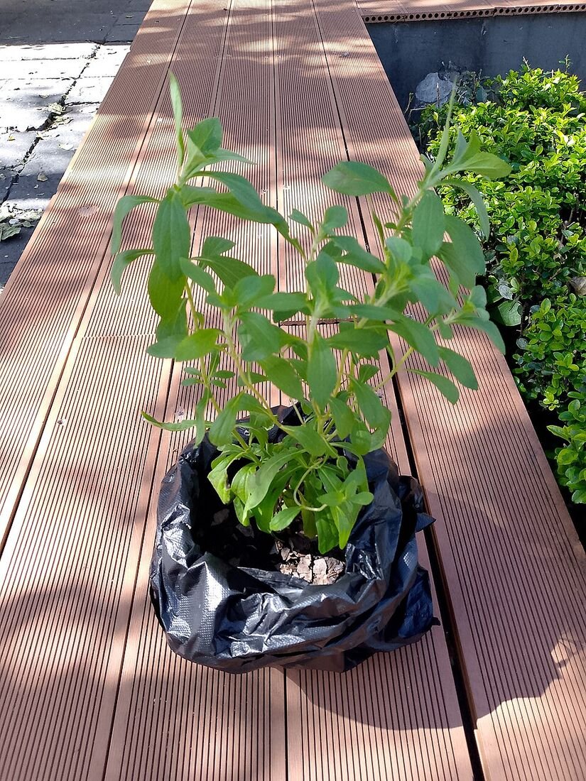 Stevia plant