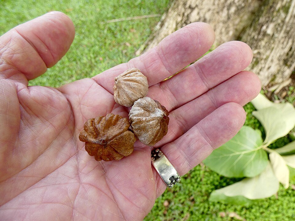 Teak (Sagwan) plant