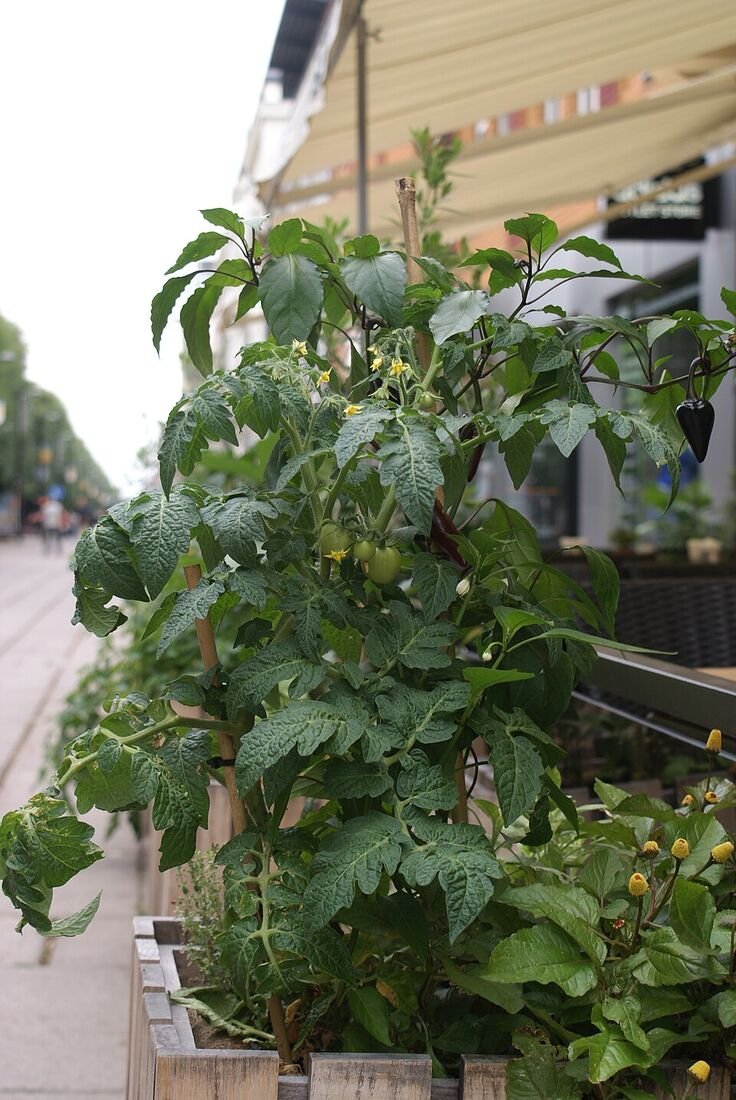 Tomato plant