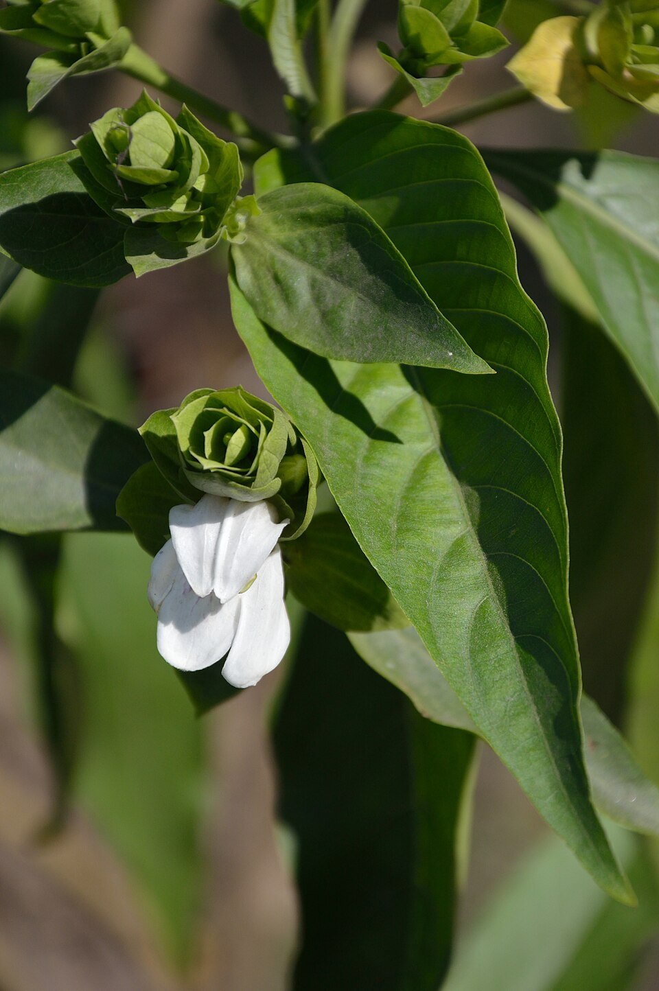 Vasaka (Malabar Nut) plant