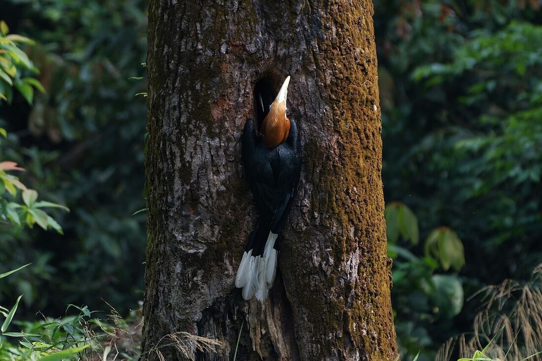 Project Tiger: India's Most Remarkable Conservation Success
