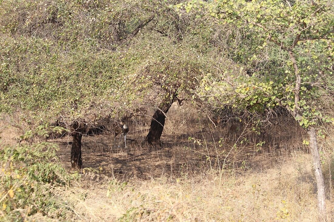 Periyar Tiger Reserve: Kerala's Elephant Kingdom
