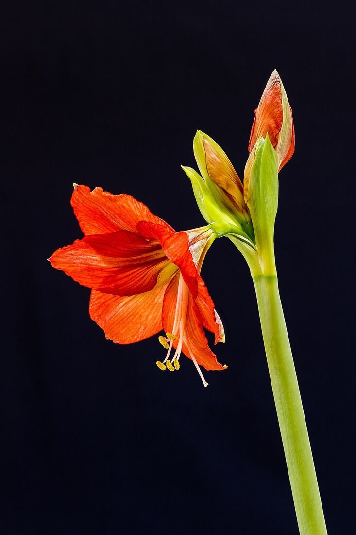 Overwatering vs. Underwatering: How to Tell the Difference