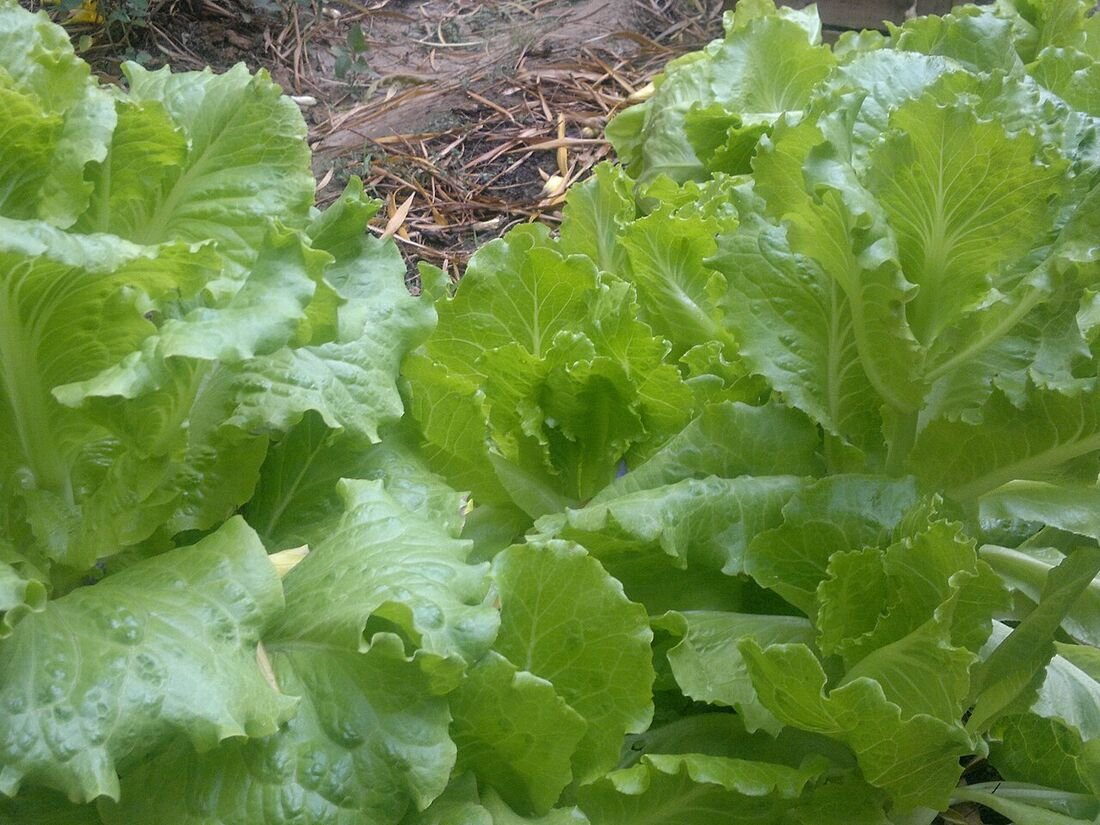 How to Make Compost at Home from Kitchen Waste